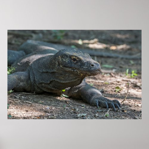 Komodo Dragon Lizard Poster