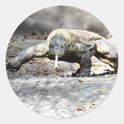 Komodo Dragon On the Hunt Stickers