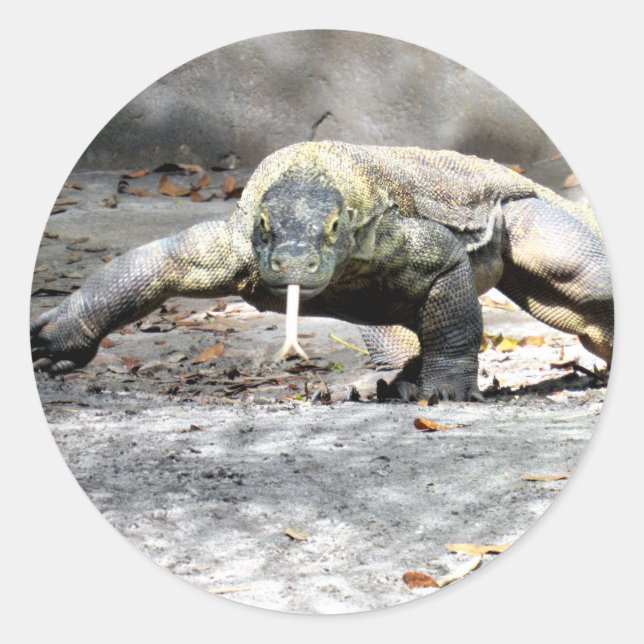 Komodo Dragon On the Hunt Stickers (Front)