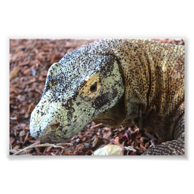 Komodo Dragon Photo Print (Front)