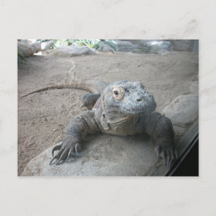 Komodo Dragon Postcard