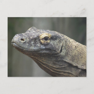 Komodo Dragon Postcard