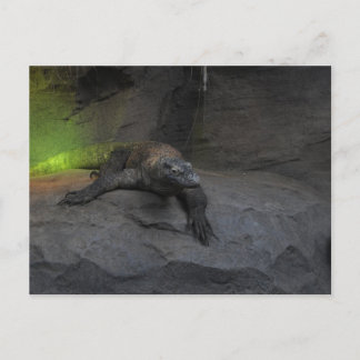 Komodo Dragon Postcard