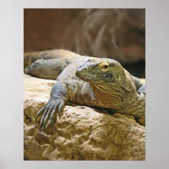 Komodo Dragon Poster by NaturesSol at Zazzle
