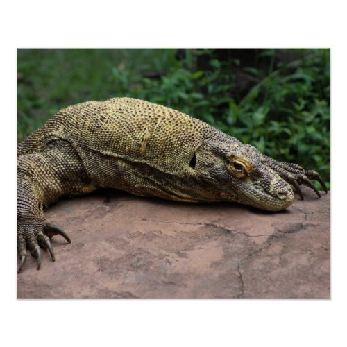 Komodo Dragon Protector Poster