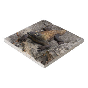 Komodo Dragon Resting Stones Trivet