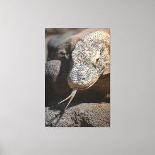 Komodo Dragon Sticking Out His Tongue Canvas Print