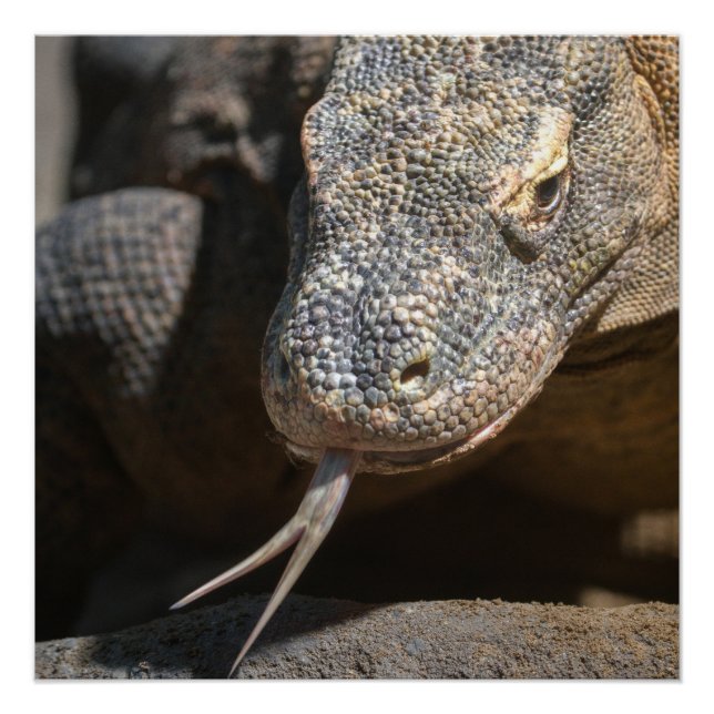 Komodo Dragon Sticking Out His Tongue Poster (Front)
