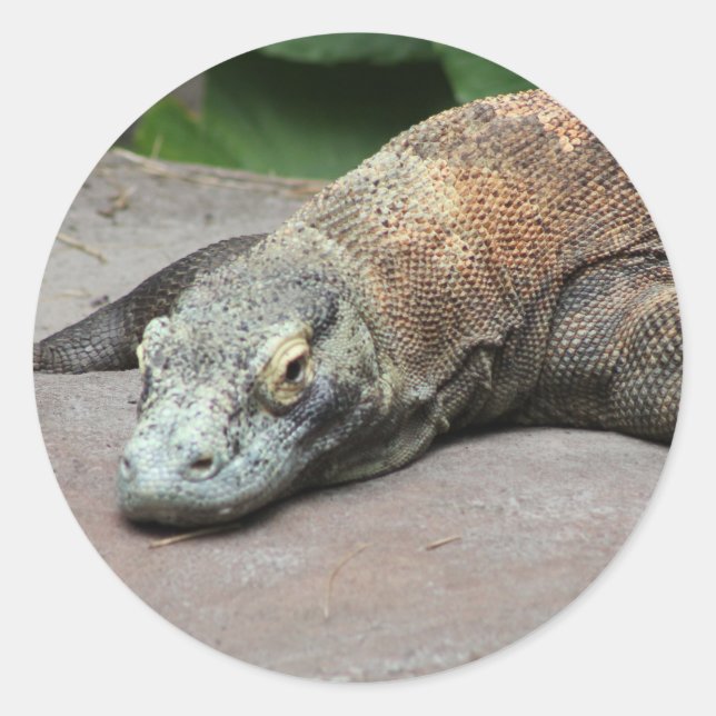 Komodo dragon (Varanus komodoensis), Classic Round Sticker (Front)