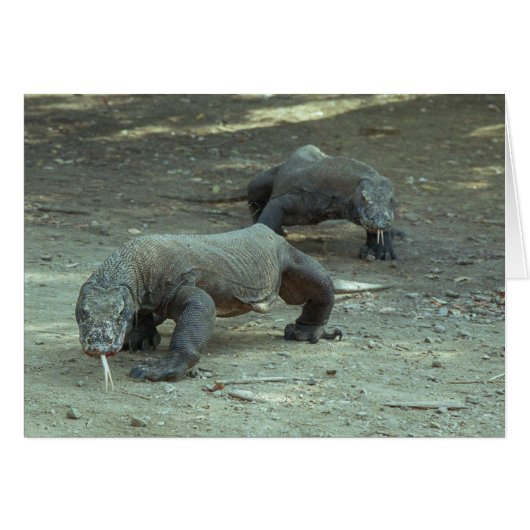Komodo Dragons Cards (Front Horizontal)
