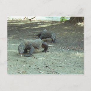 Komodo Dragons Postcard