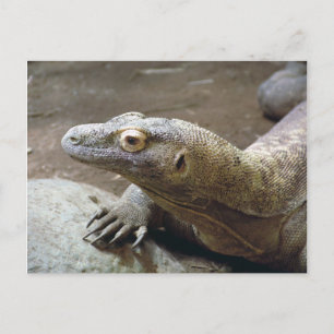 Komodo Profile Postcard