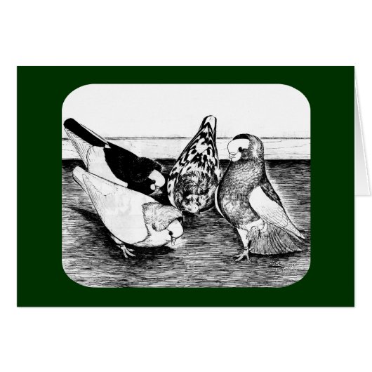 Komorner Tumbler Pigeon Quartet (Front Horizontal)