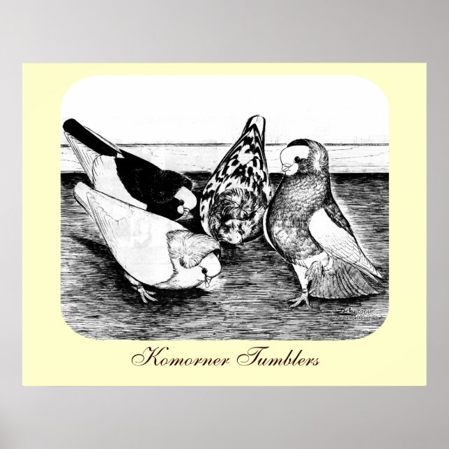 Komorner Tumbler Pigeon Quartet Poster (Front)