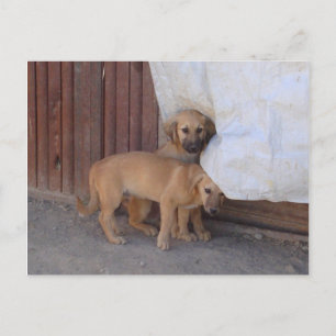 Koochee Pups Postcard
