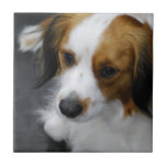 kooikerhondje-2.jpg tile