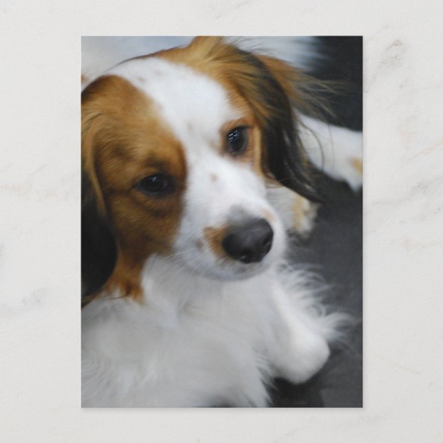 Kooikerhondje Dog  Postcard (Front)