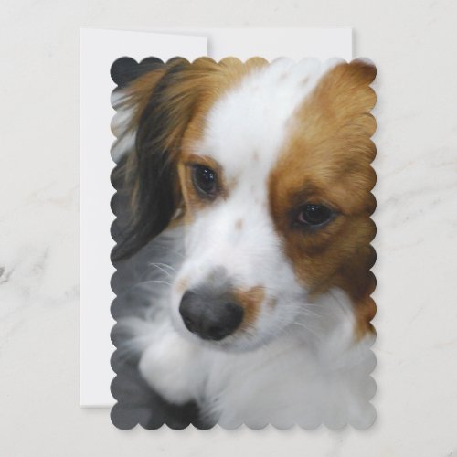 Kooikerhondje Puppy Invitation