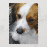 Kooikerhondje Puppy Invitation