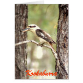 Kookaburra (Front)