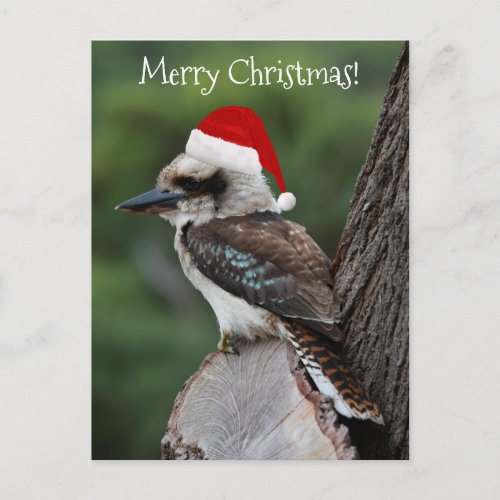 Kookaburra Bird Animal Red Santa Hat Christmas Postcard