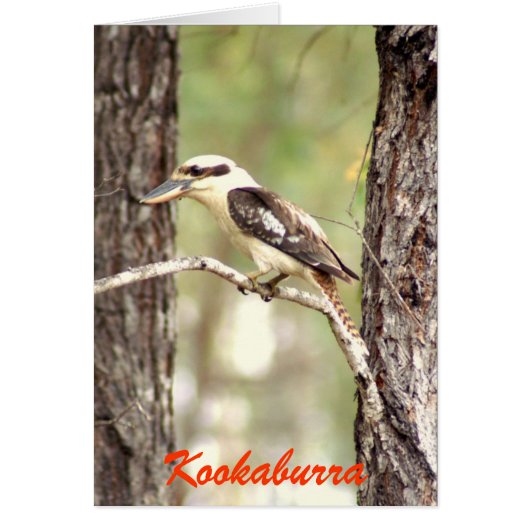 Kookaburra Cards (Front)