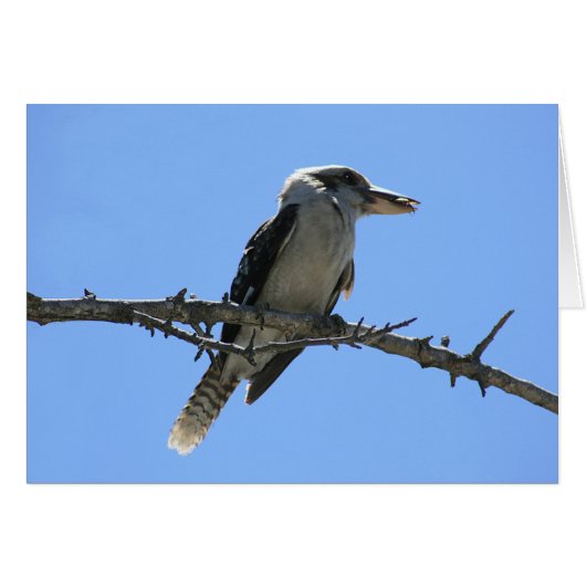 Kookaburra Cards (Front Horizontal)