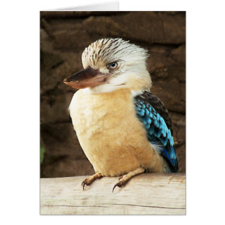 Kookaburra Cards
