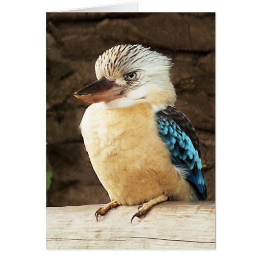 Kookaburra Cards (Front)