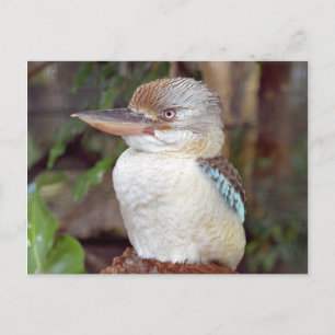 Kookaburra Looking Right Postcard