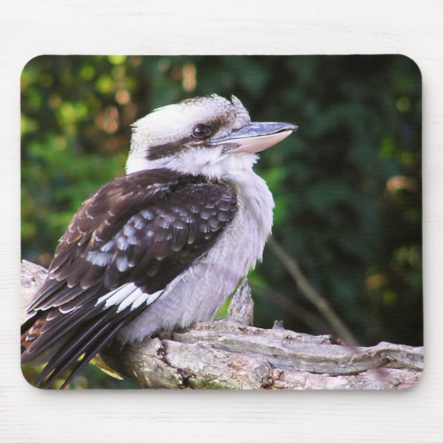 Kookaburra Mousepad (Front)