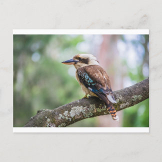Kookaburra on branch postcard
