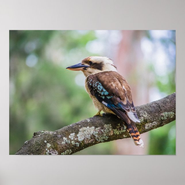 Kookaburra on branch poster (Front)
