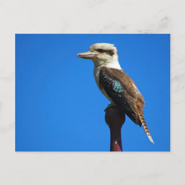 kookaburra postcard (Front)