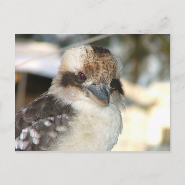 Kookaburra Postcard (Front)