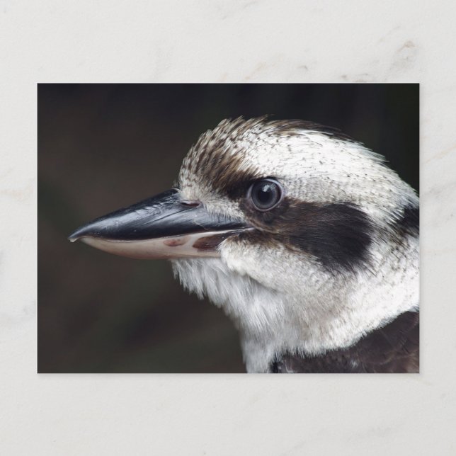 Kookaburra Postcard (Front)