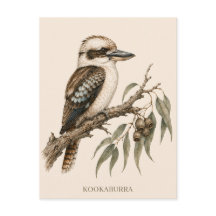 Kookaburra Postcard | Bush Edition
