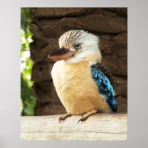 Kookaburra Poster