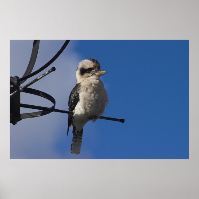 Kookaburra Poster (Front)