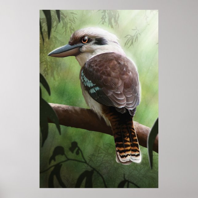 Kookaburra Poster (Front)