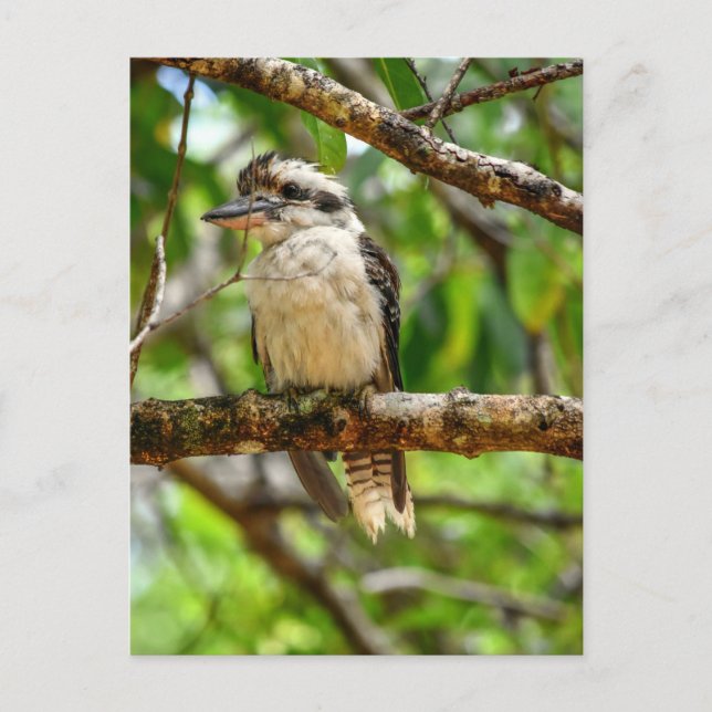 KOOKABURRA QUEENSLAND AUSTRALIA POSTCARD (Front)