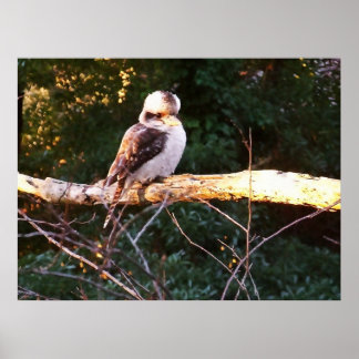 KOOKABURRA SITS.. Poster