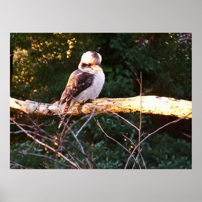 KOOKABURRA SITS.. Poster (Front)