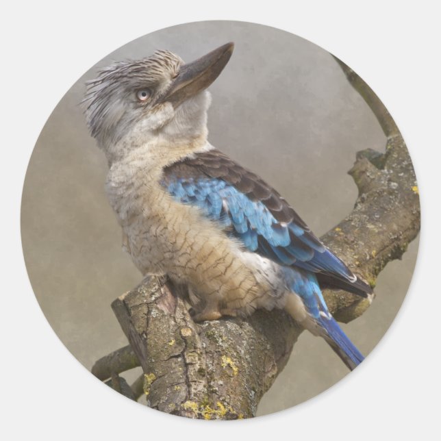 Kookaburra Sticker (Front)