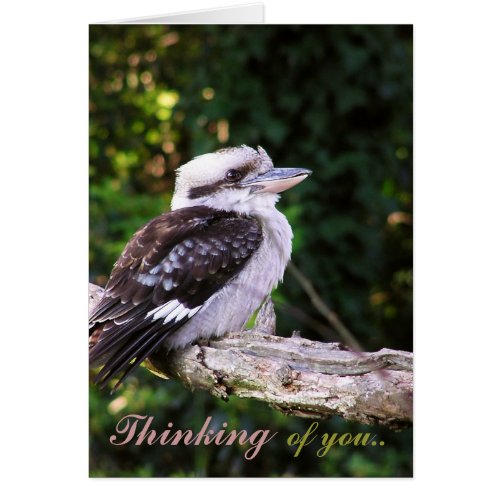 Kookaburra Thoughts Card
