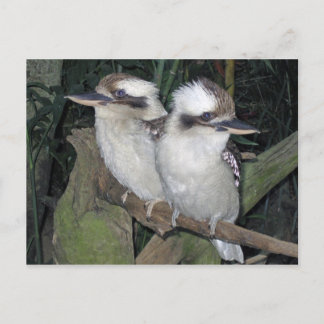 Kookaburras post card