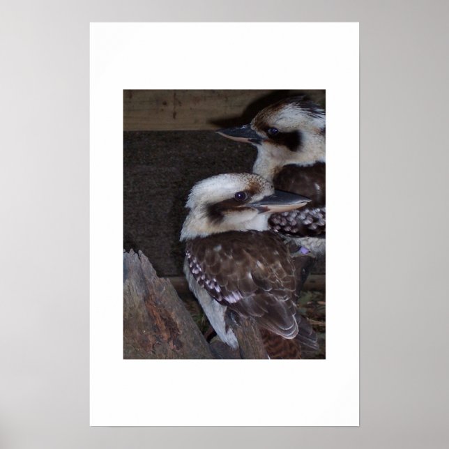 Kookaburras  poster (Front)