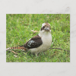 Kookabuura Postcard