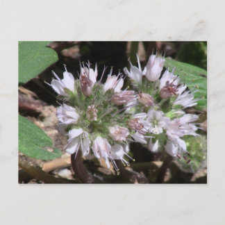 Kooskooskia Idaho Flora Flowers Botany Wildflower Postcard
