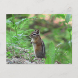 Kooskooskia Idaho Mammals Deer Animals Chipmunk Postcard